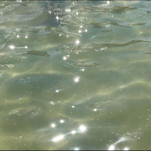 Meet your Posher, Rosa